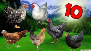 En Fazla Para Kazandıran Tavuk Cinsleri ve Çeşitleri